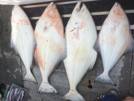 8 hour Halibut / Salmon Fishing Combo
