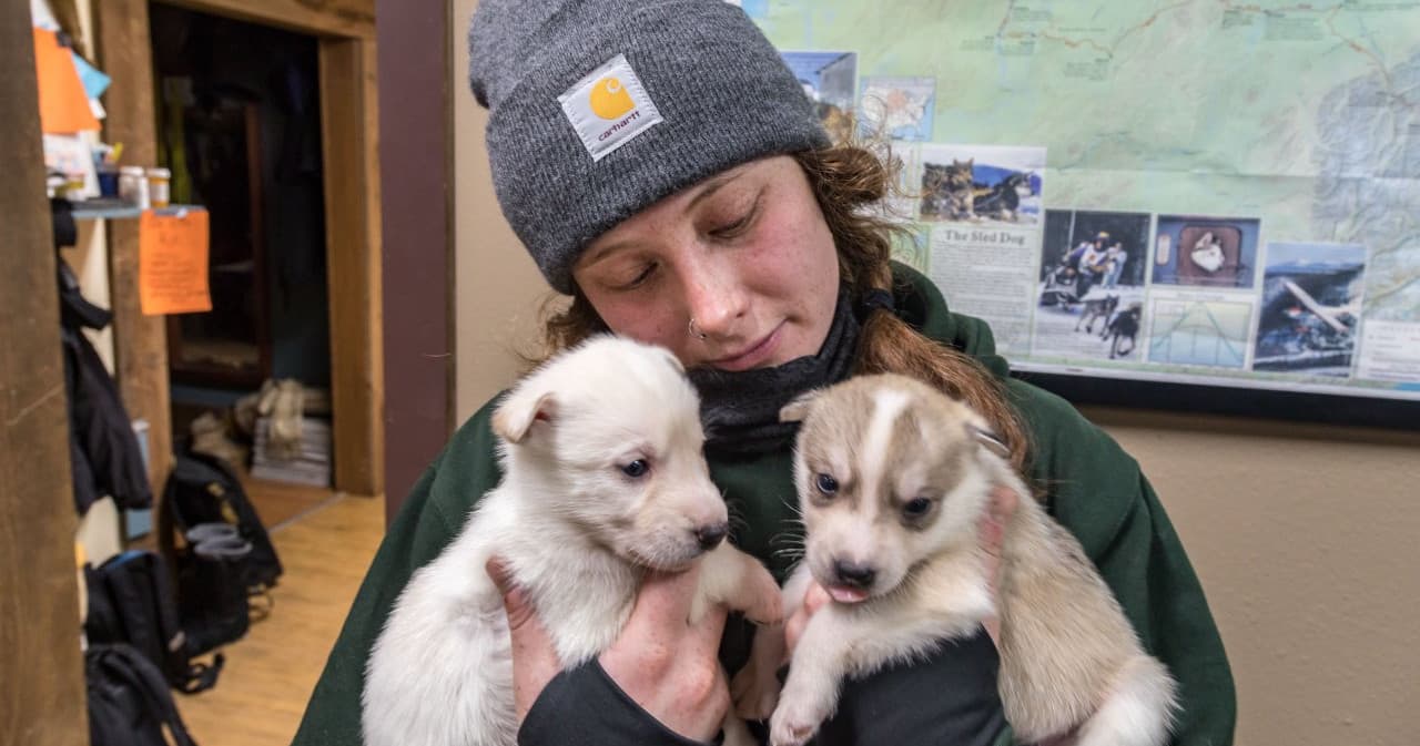 Chena Kennel Tour