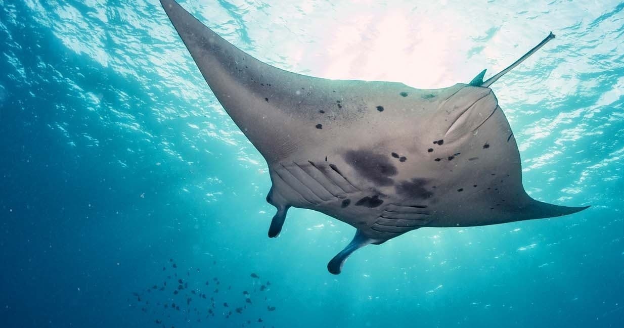Manta Ray Night Snorkel