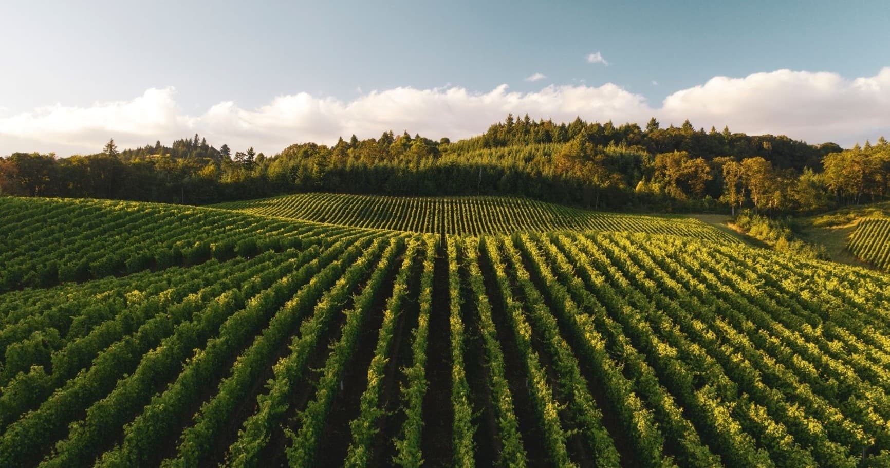 Premium Nemea Wine Tour