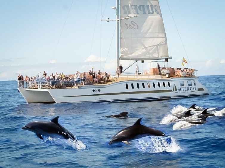 Avistamiento de delfines y tiempo libre en el mercadillo de Puerto Mogán