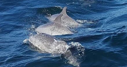 Dolphin Adventure