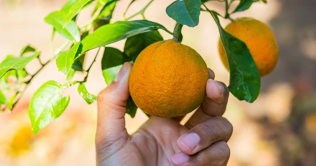 Orange Picking Experience