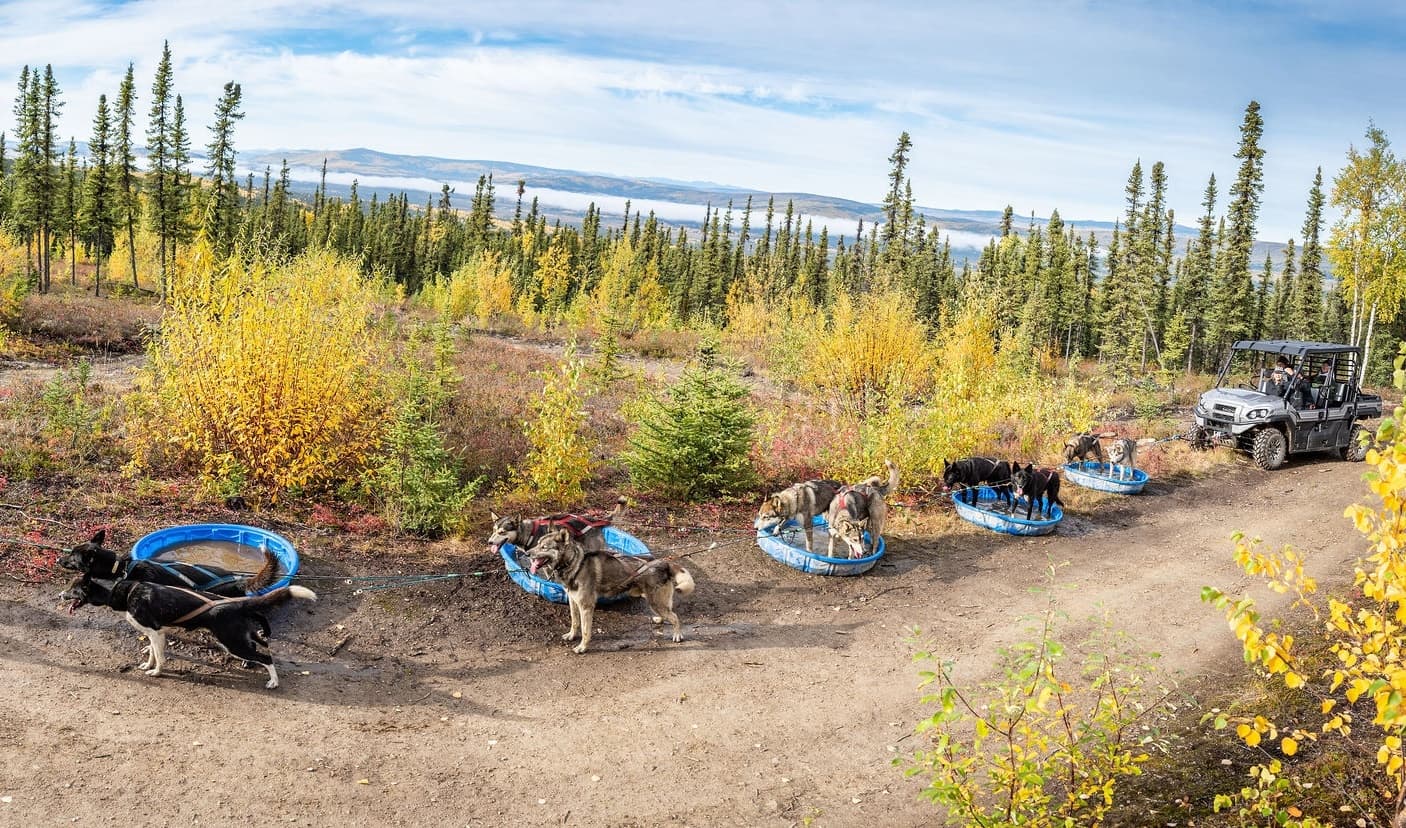 Sled Dog Safari Tour