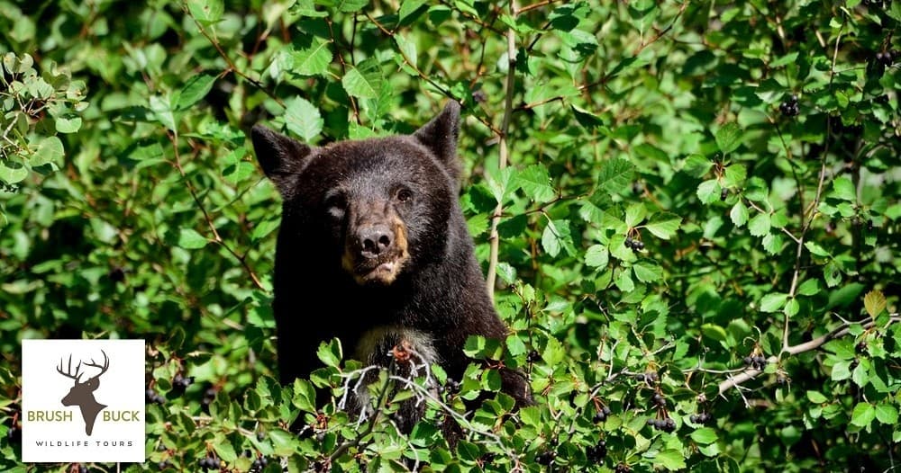 Public: Grand Teton / Yellowstone 4 Day / 3 Night Wildlife Tour