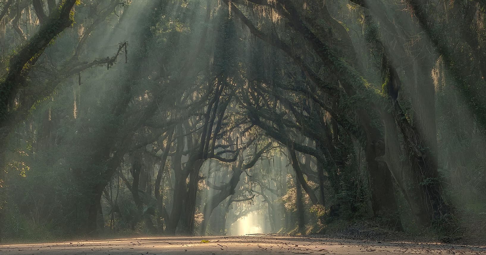 Backroads & Live Oaks Excursion