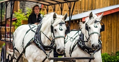 Horse-Drawn Wine Tour
