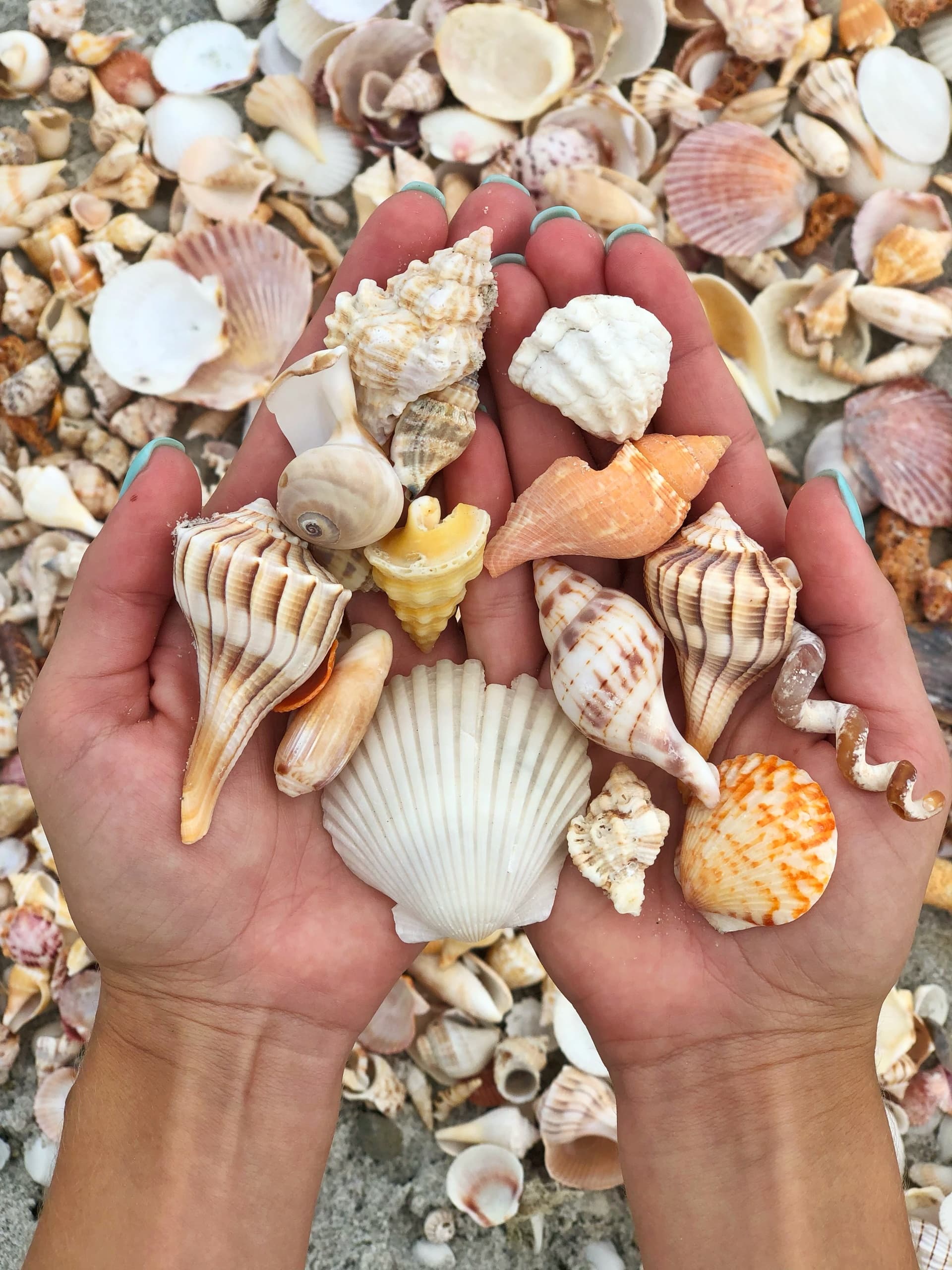 Shelling Beach & Dolphin Cruise