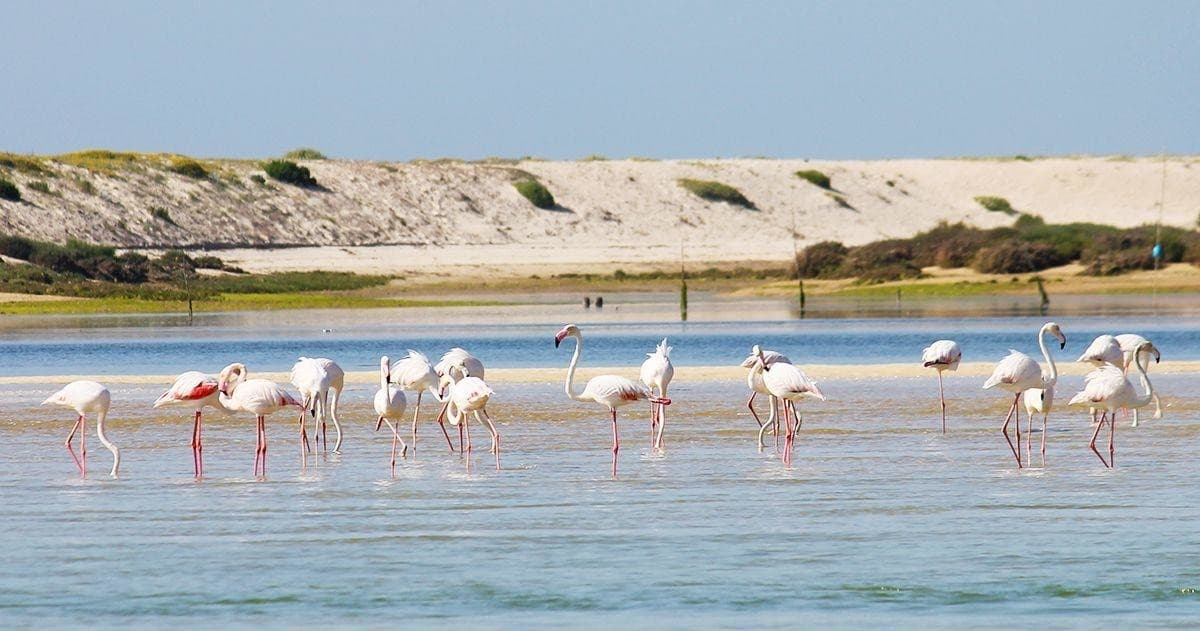 Flamingo Route -Cabanas De Tavira - 1.5 Hours Boat Trip