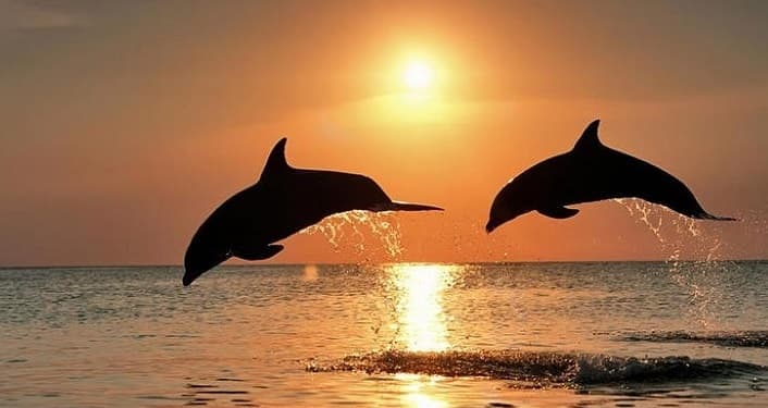 Sunset/Dolphin Cruise