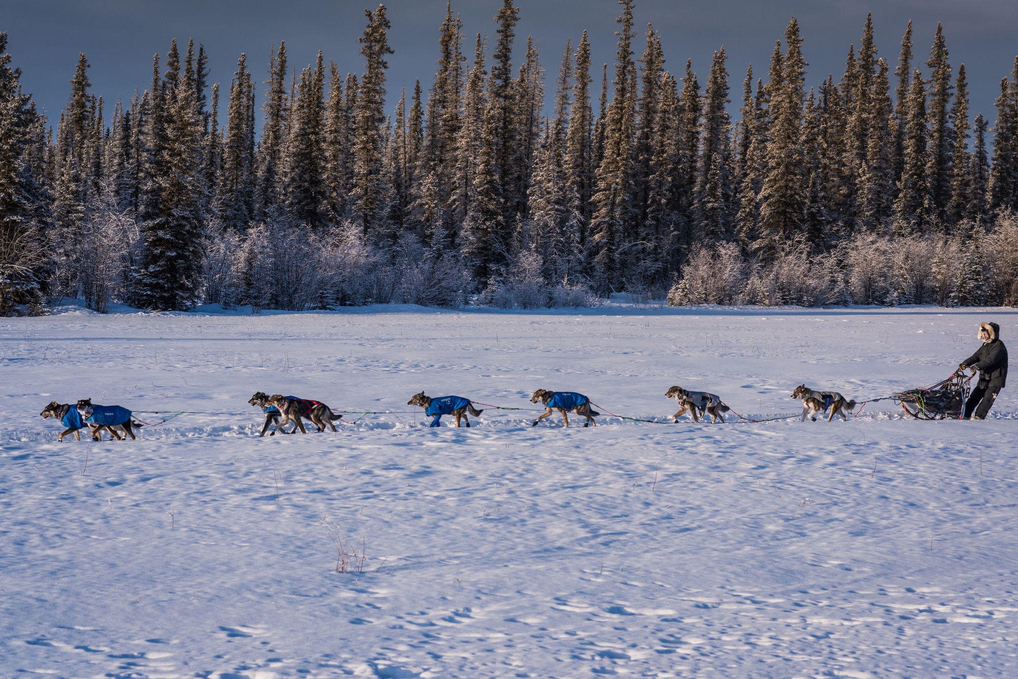 1.5 Hour Kennel and Mushing Tour