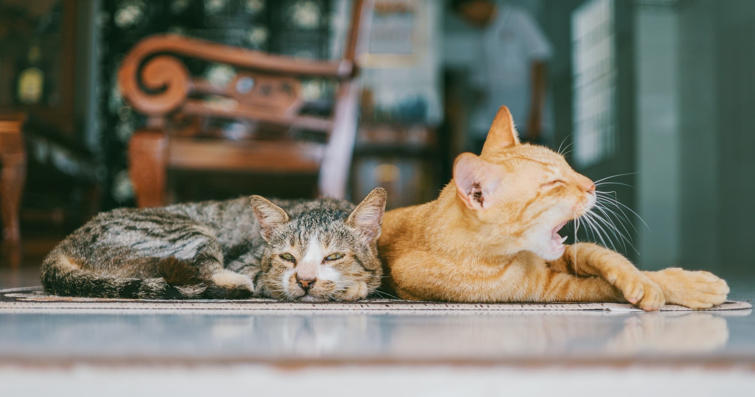 Cat Lounge Access