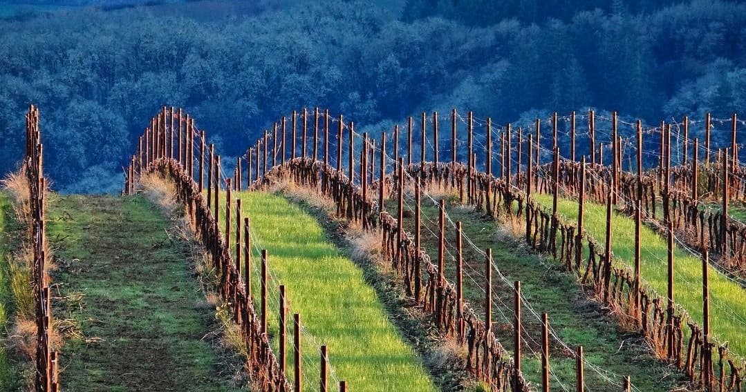 Private Customized Half-Day Willamette Valley Wine Maker Hosted Tour
