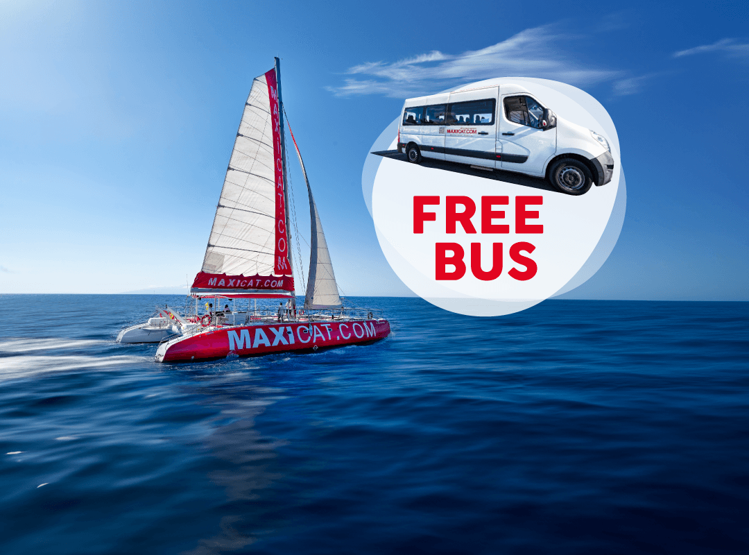 Avistamiento de ballenas 3 Horas Con Bus