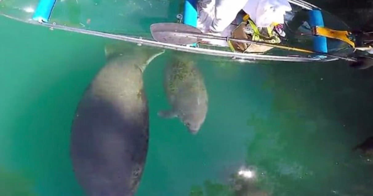Silver Springs Clear Kayak Monkey, Manatee & Wildlife Tours