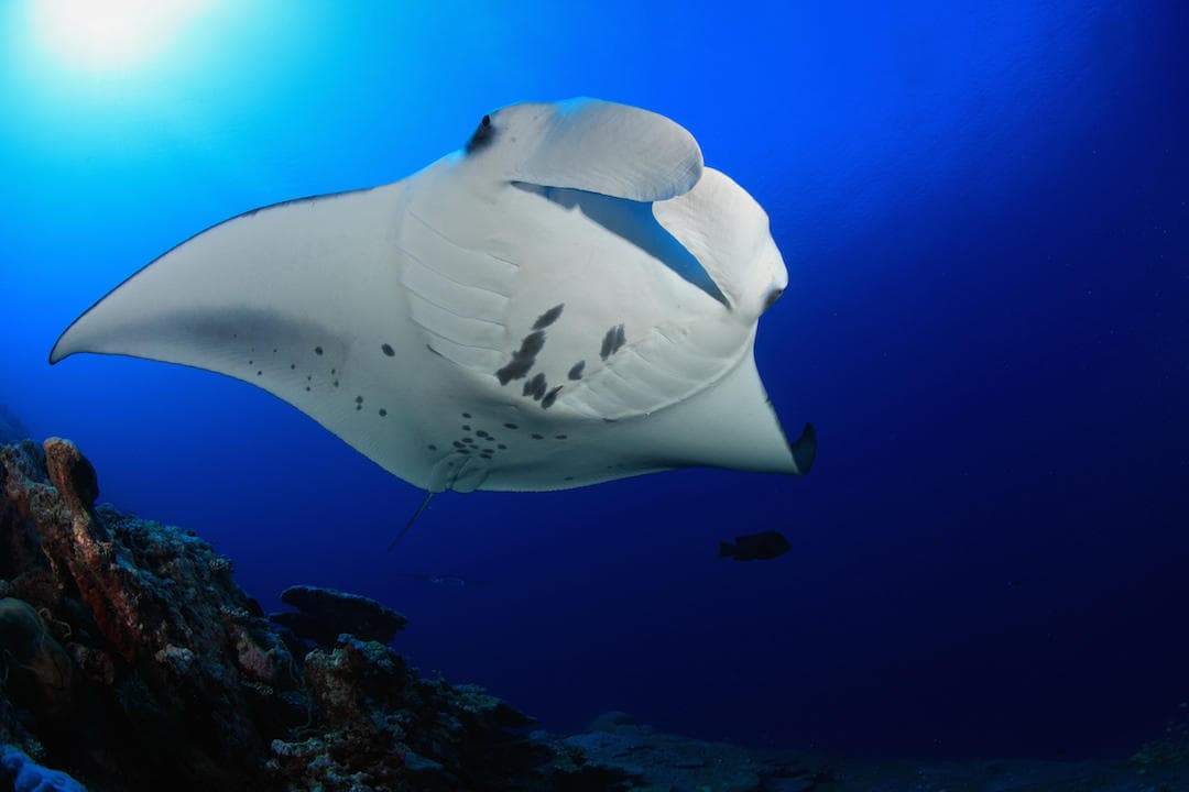 SECOND MANTA RAY NIGHT SNORKELING TOUR