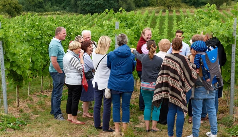 Wine Unearthed – Vineyard tours