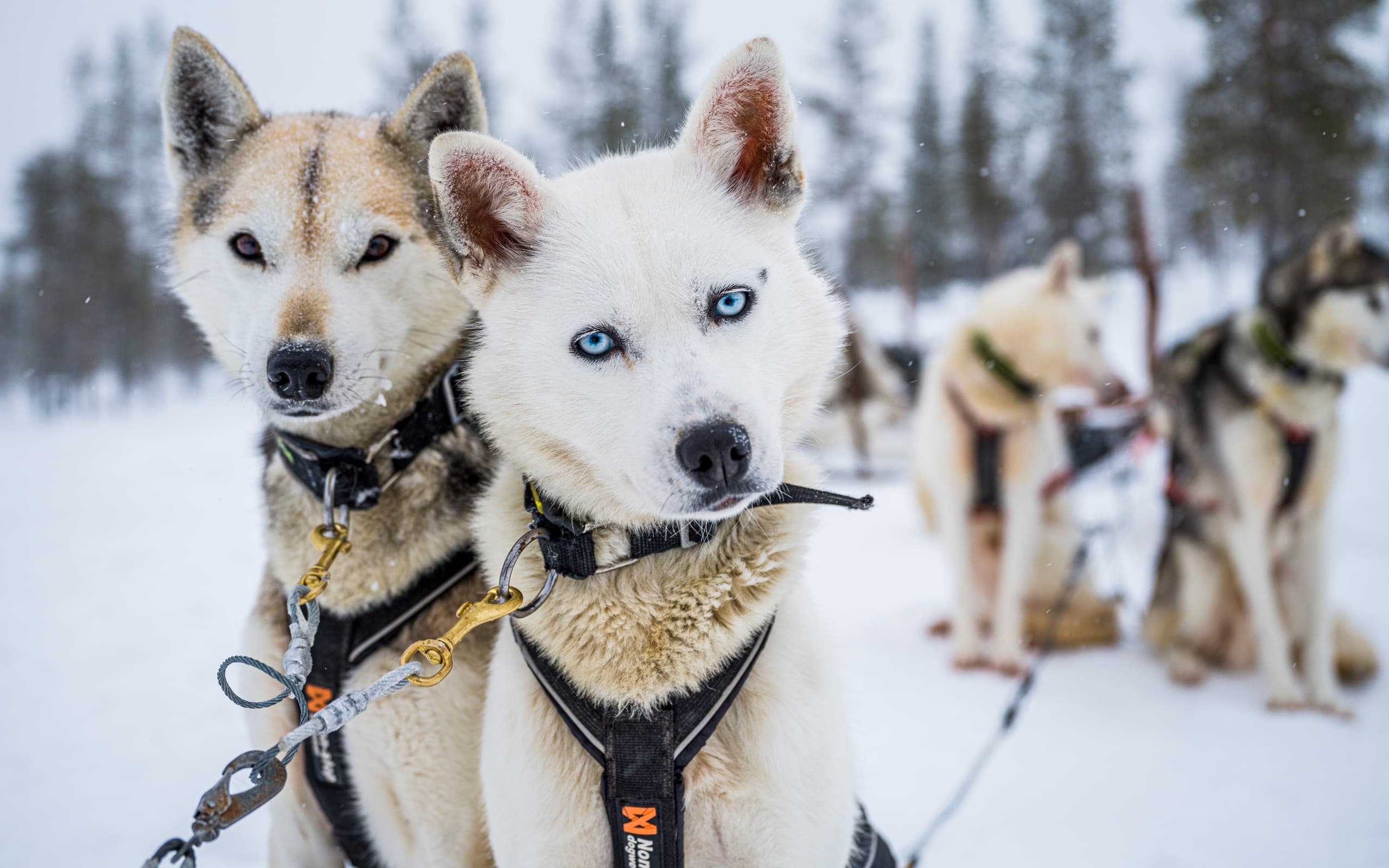 Siberian Husky Sledding & Farm Visit (5km)