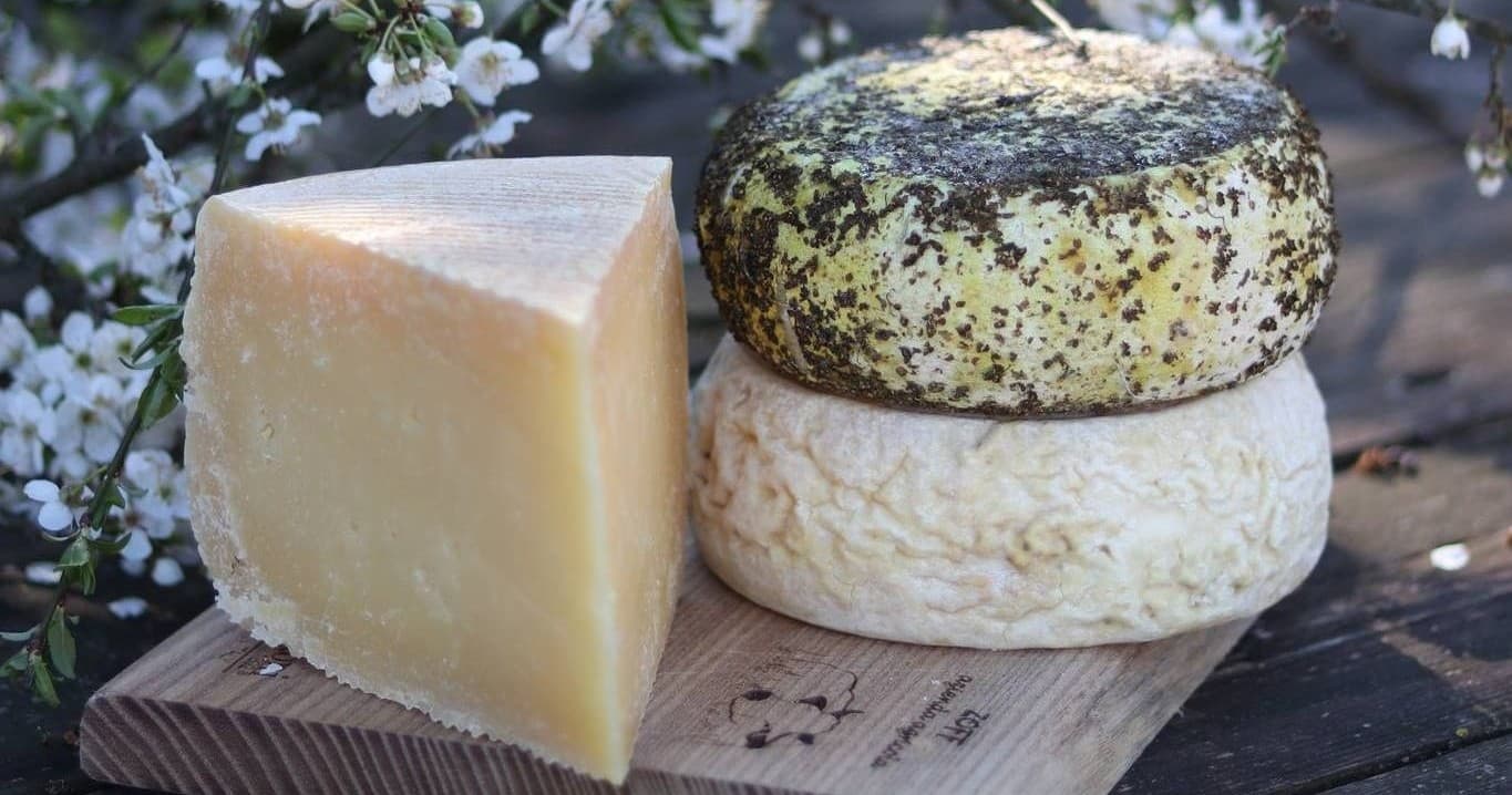 Organic Raw Milk Cheese Tasting