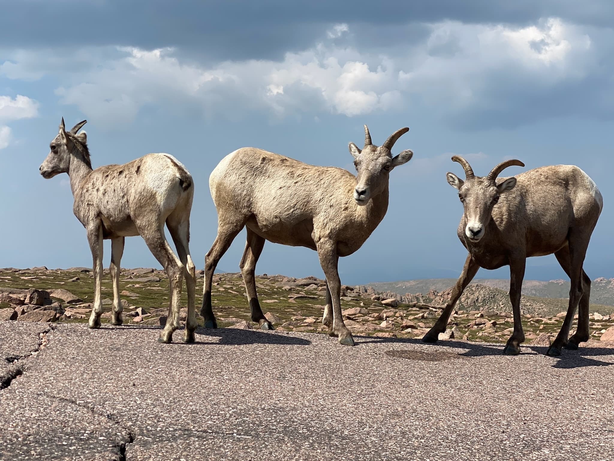 Private Pikes Peak Highway Tour