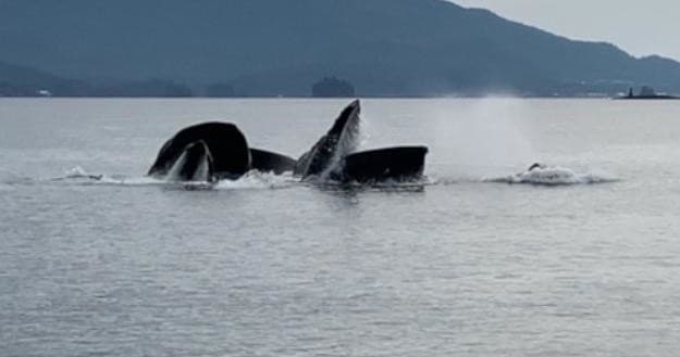 Wildlife & Whale Watching Quest