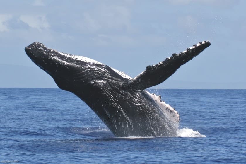 Whale Watch Charters