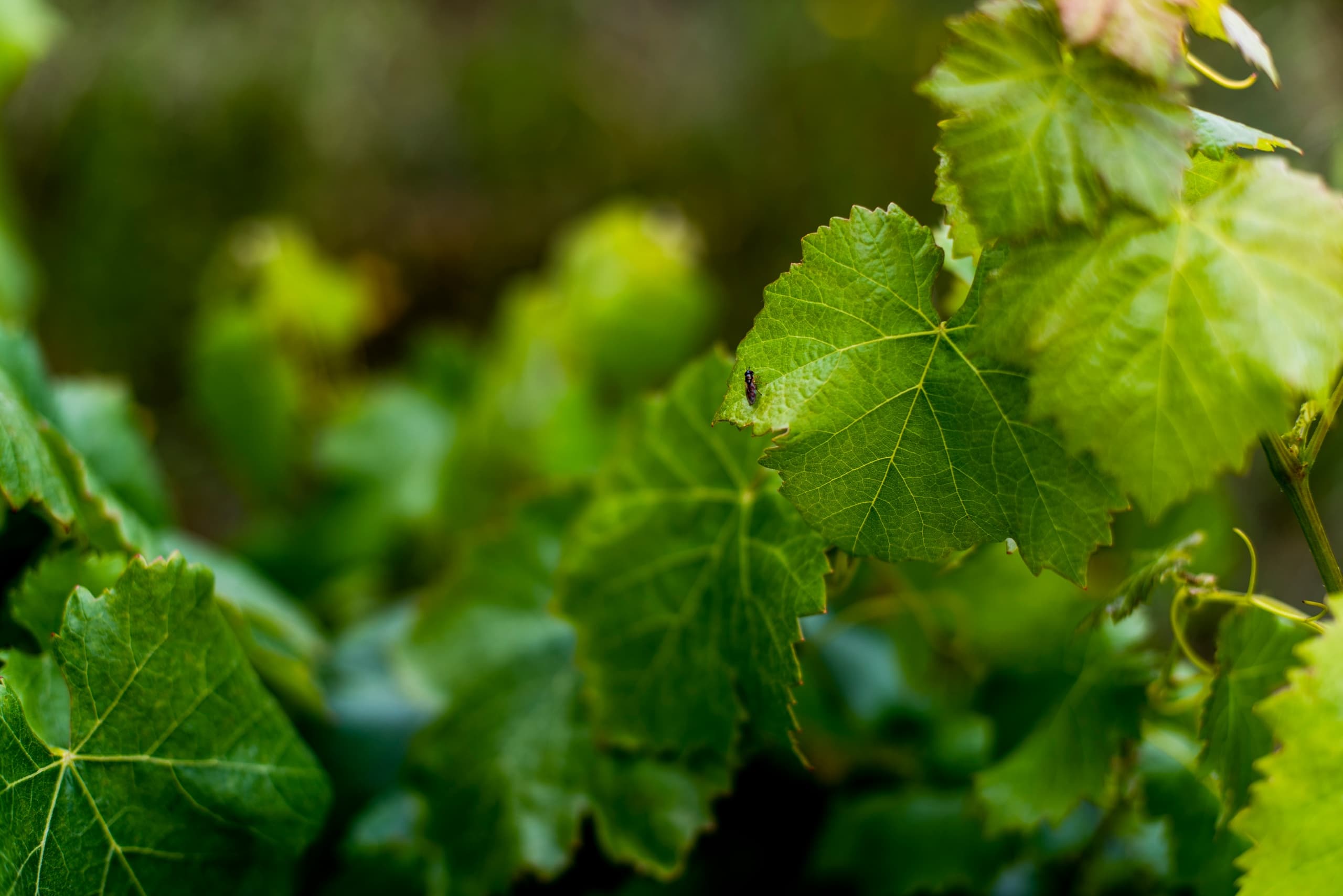 VISITA SEM PROVA VINHOS