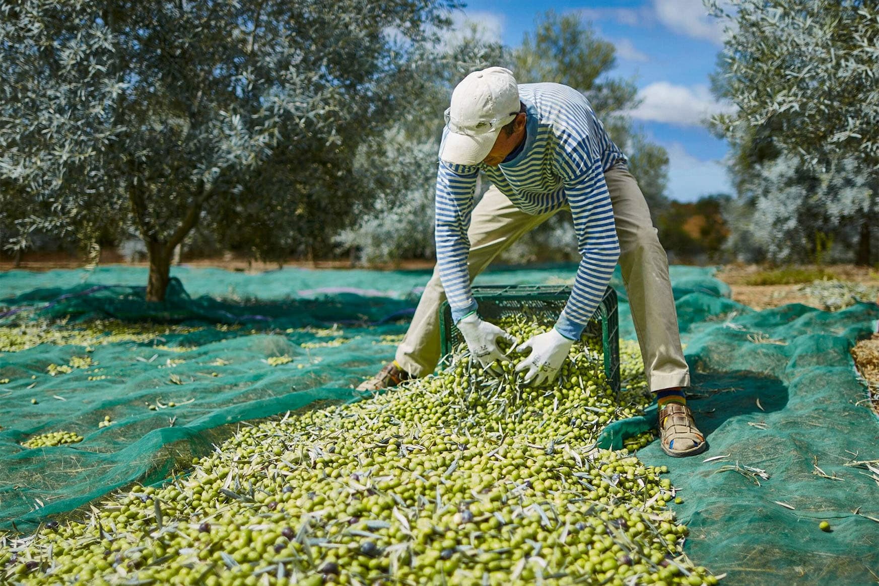 The olive grove, visit to the mill and olive oil tasting