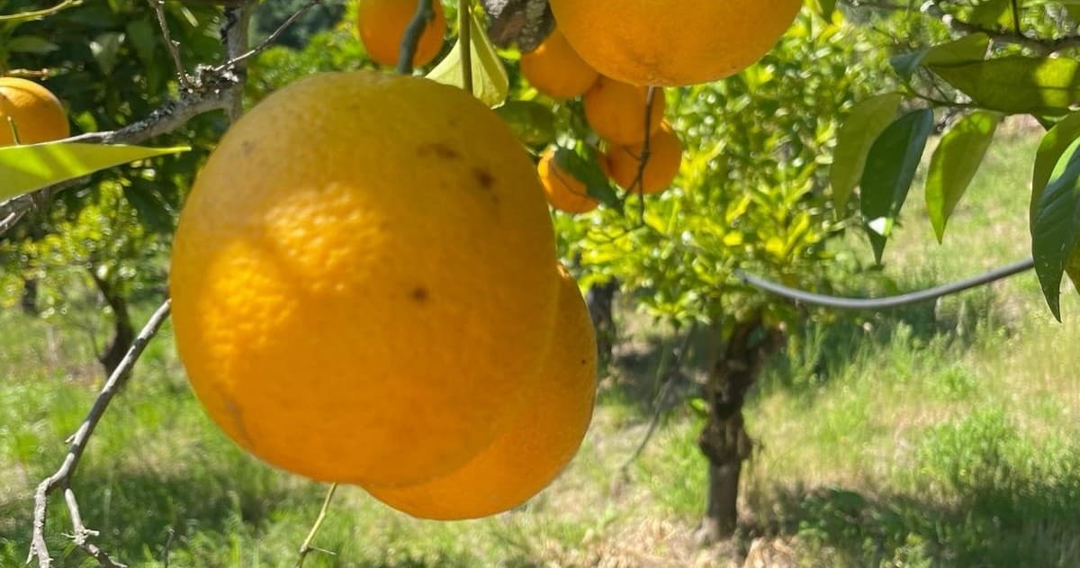 Orange Picking Experience