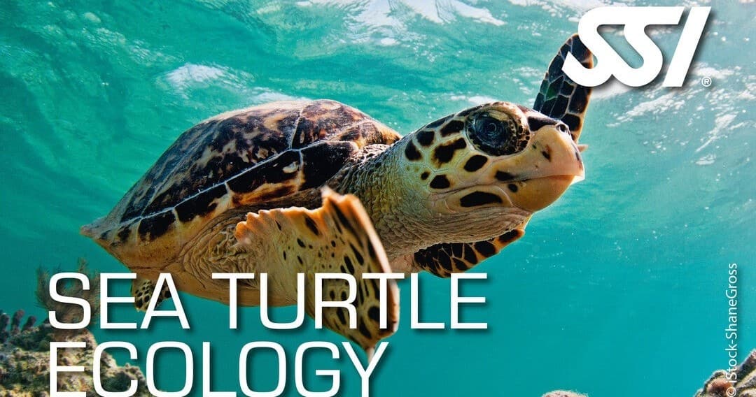 SSI Sea Turtle Ecology Kurs