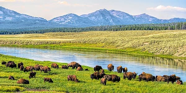 Yellowstone Lower Loop Tour (Big Sky, MT)