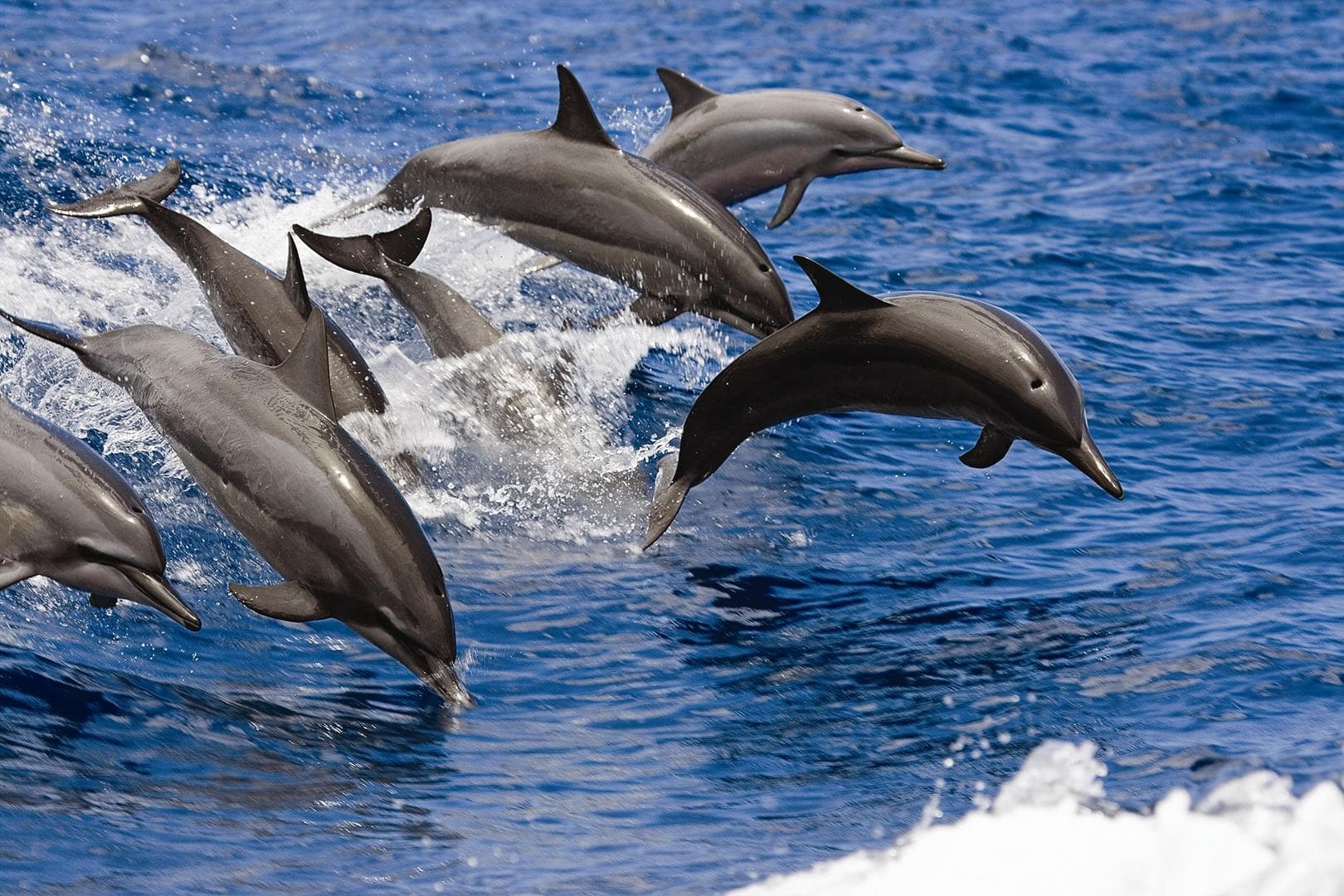 West Oahu Dolphin Snorkel Sail