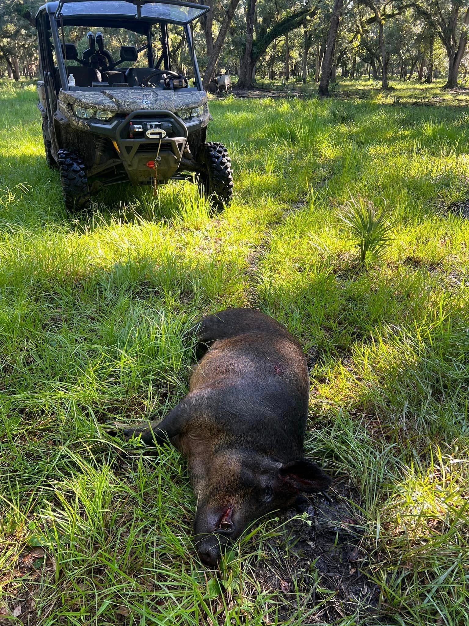 Meat Hog Hunt