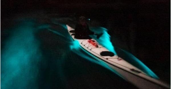 Bioluminescence Kayak Tour