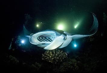 Late Manta Snorkel