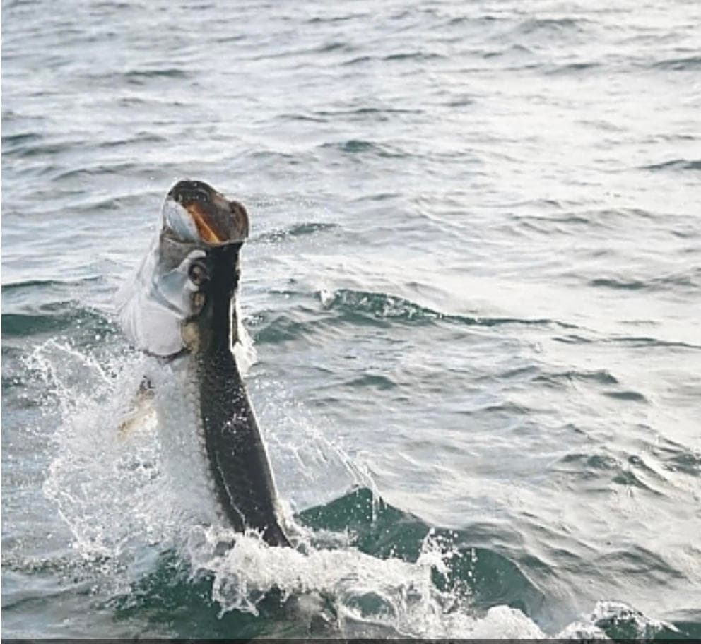 Full Day Inshore Fishing