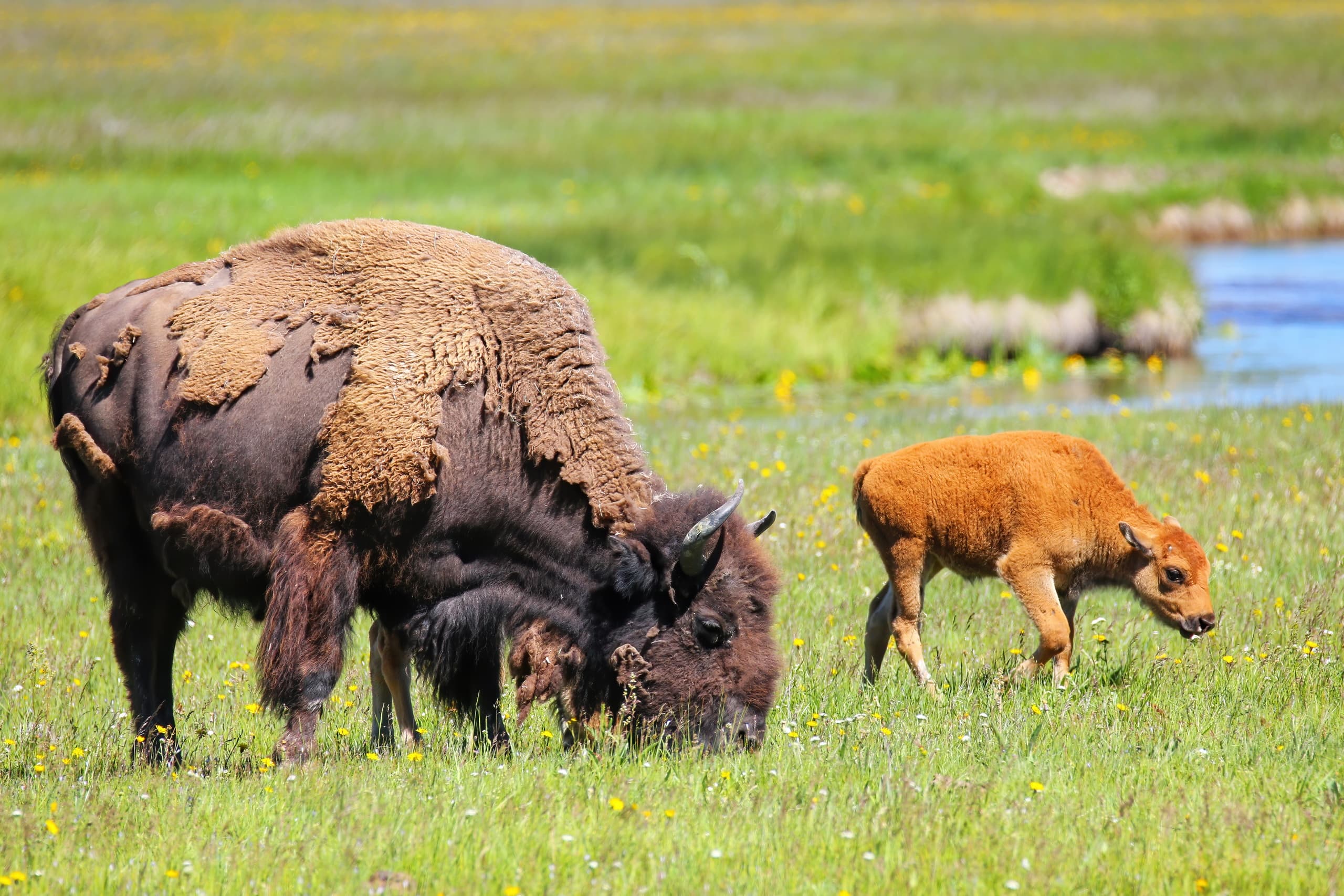 Private Multi-Day Grand Teton & Yellowstone Excursion