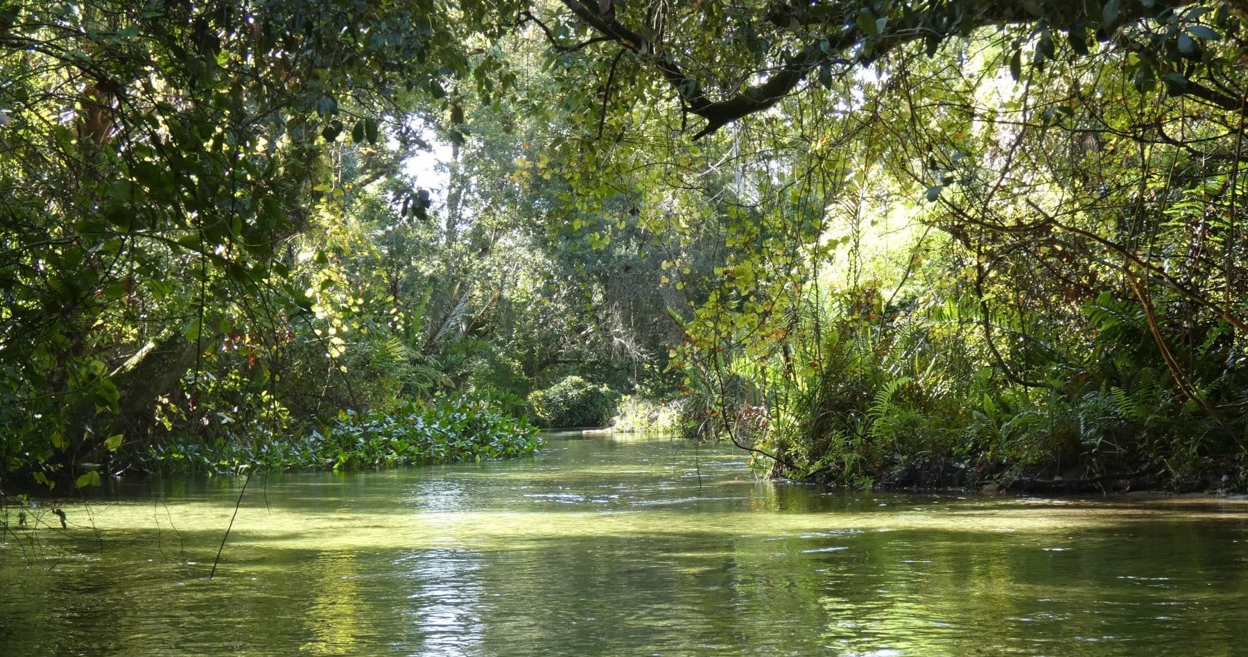 Eco Kayak Adventure on the Emerald Cut