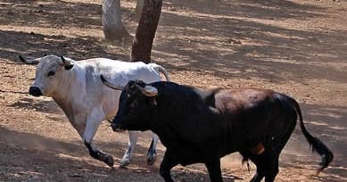 Visit a Bull and Andalusian Horse Breeding Farm and Ronda Walking Tour