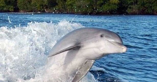 Morning Dolphin Excursion