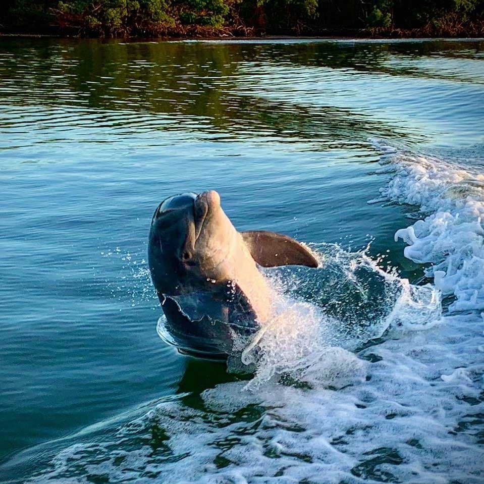 Two Hour Private Boat Tour - Eco and Shelling