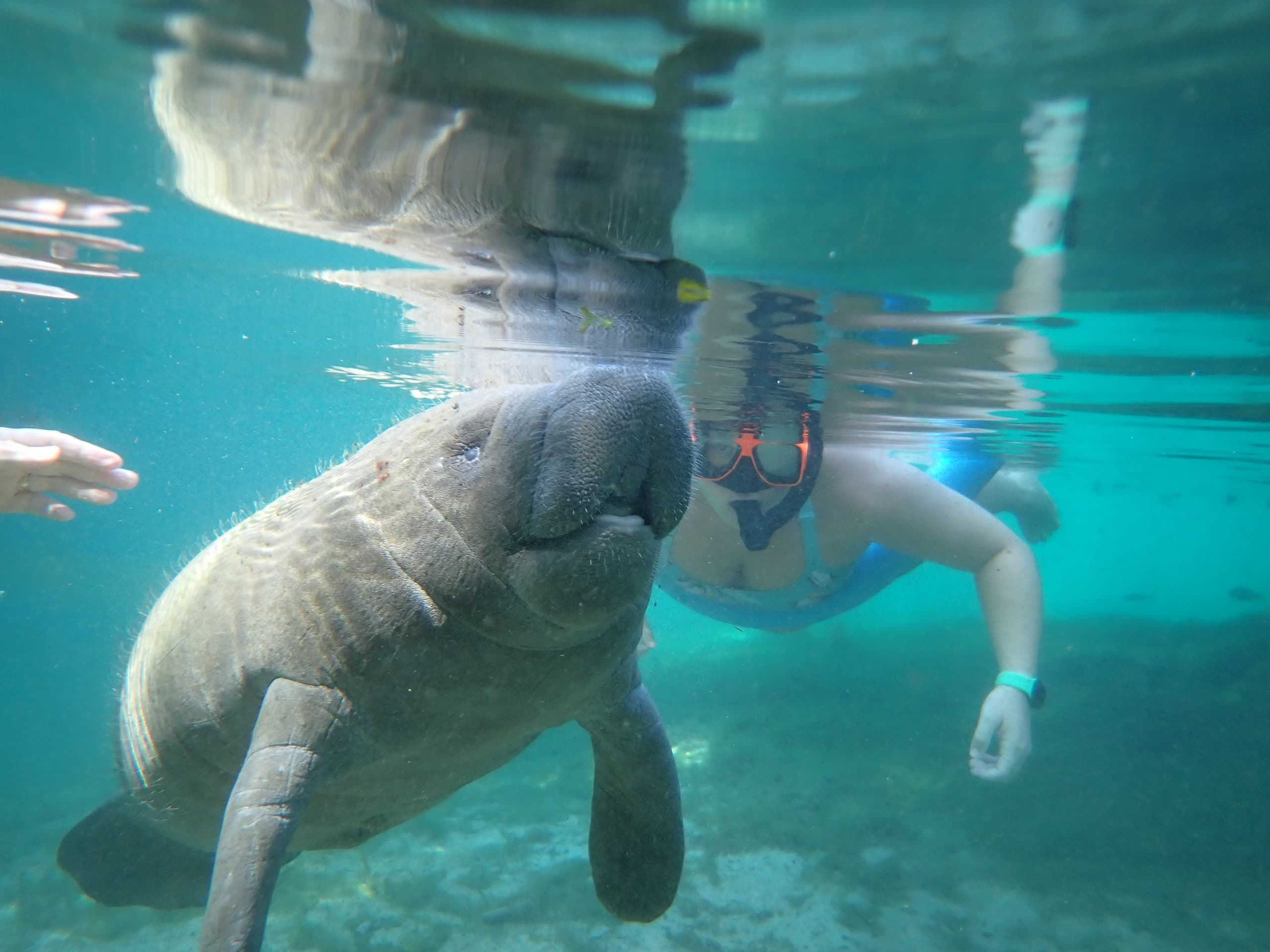 Manatee Extreme " Tour | Homosassa Springs | Private Boat 4 Hours"