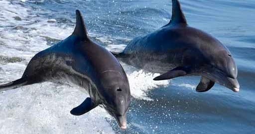 Dolphins and Drinks - Anna Maria Island