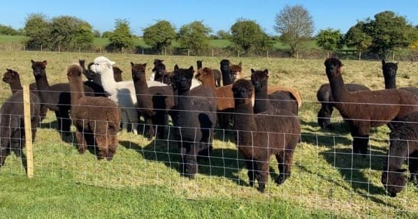 Alpaca Trekking