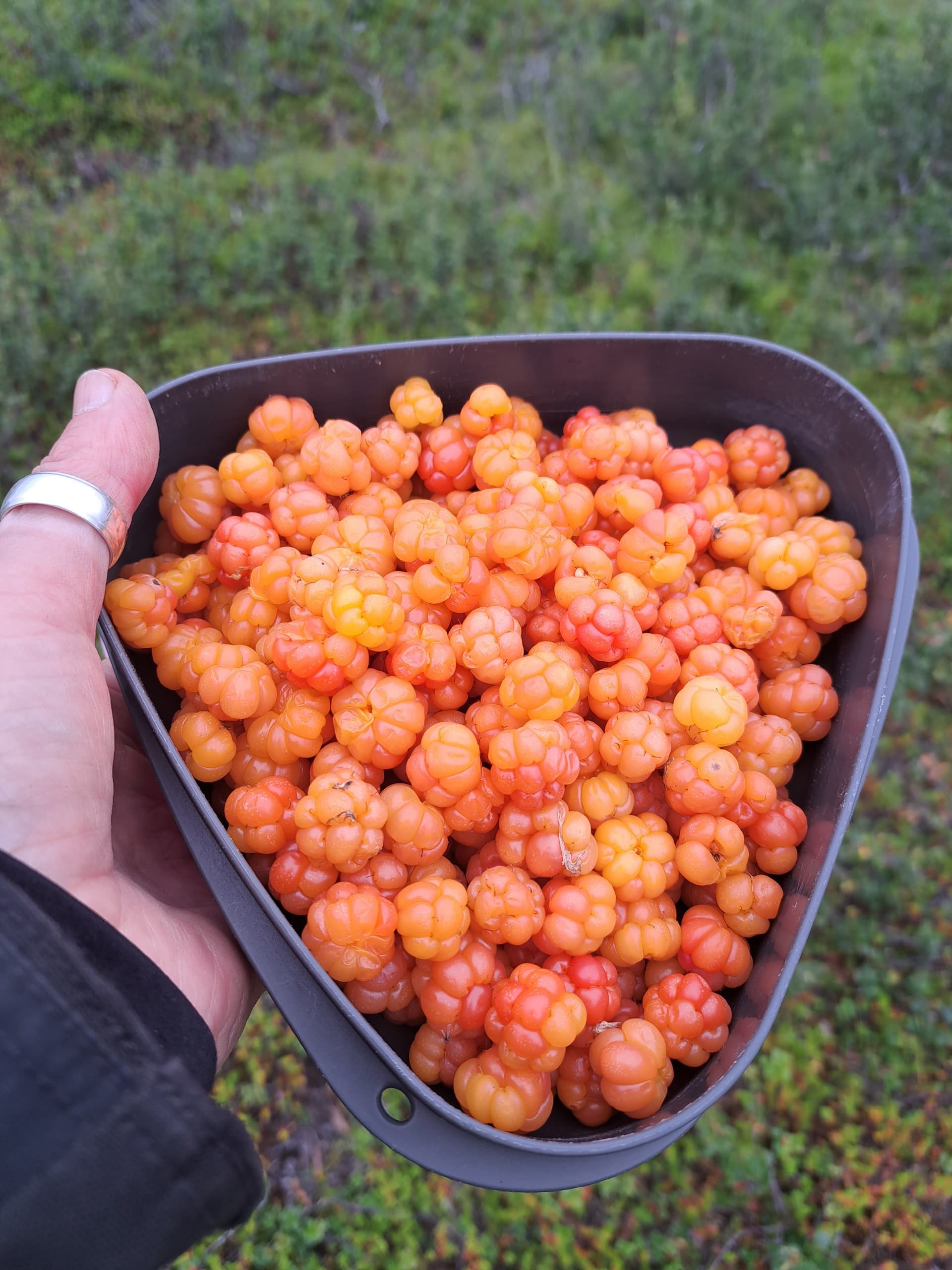 Berry picking – Superfoods from Nature