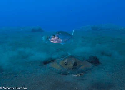 Especialidad de buceo profundo SSI