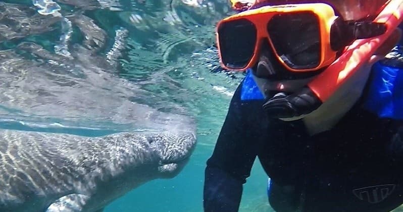 Private Manatee Swim Tour - Group of 1-6 People