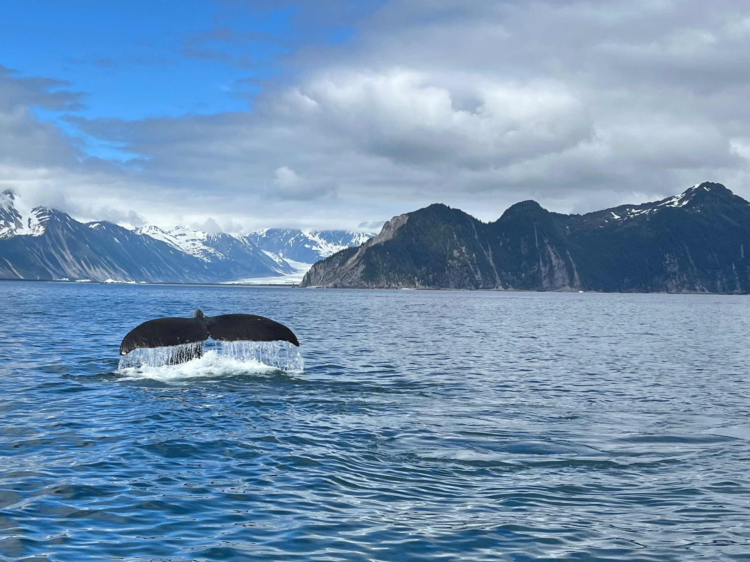 Seward Half Day Resurrection Bay Tour