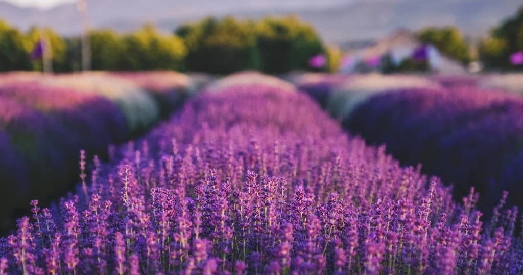 Sequim Lavender Farm Tour
