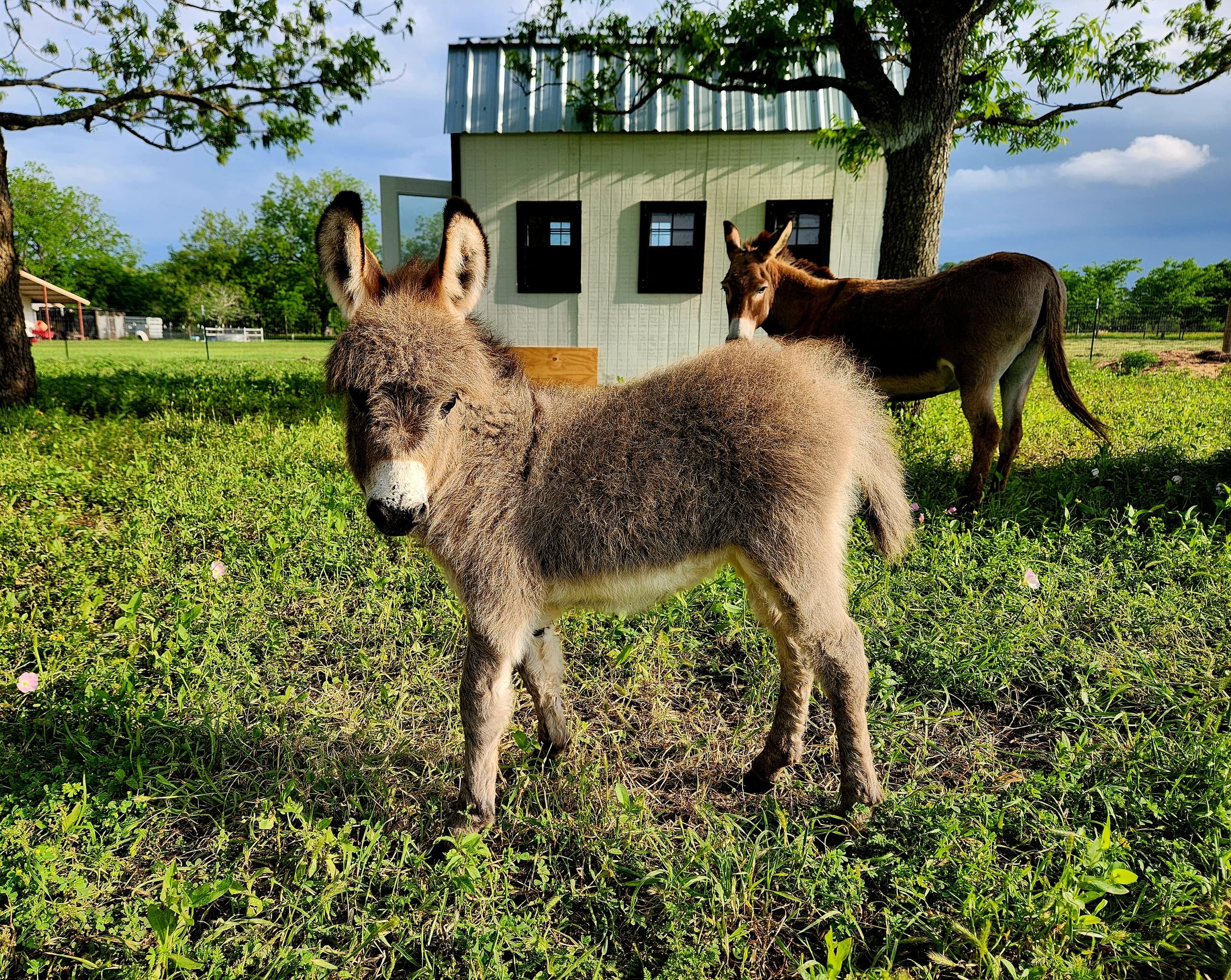 Farm Day Pass - General Admission!!!